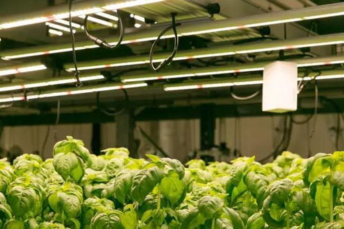 綠色智慧雙軌并行 從創意農法到科技革命的農業未來